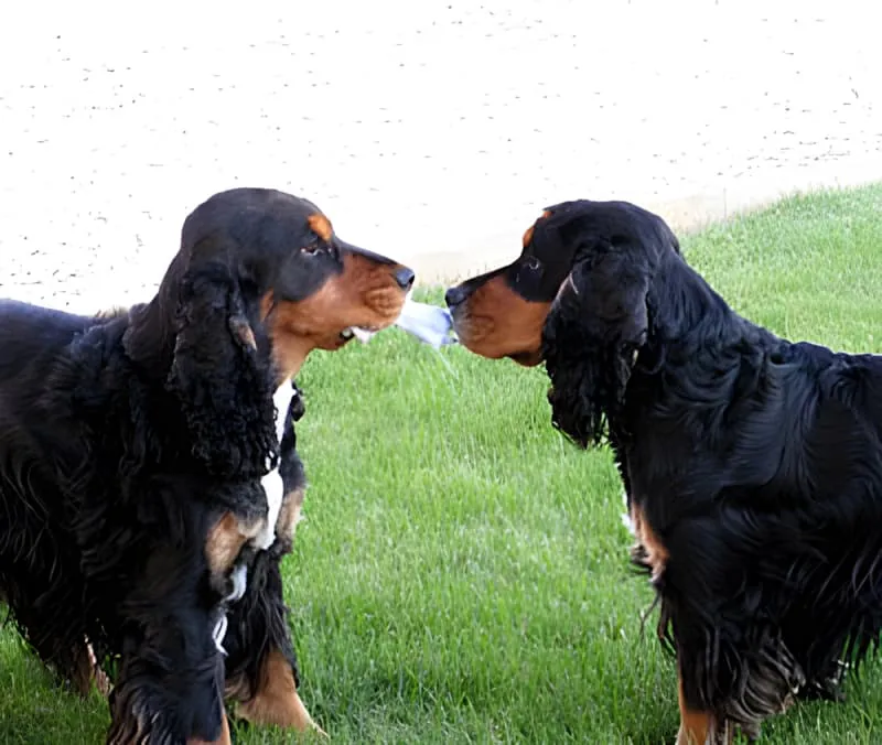 Deux gros chiens de couleur sombre assis face à face sur l'herbe verte, semblant interagir affectueusement pendant le printemps.