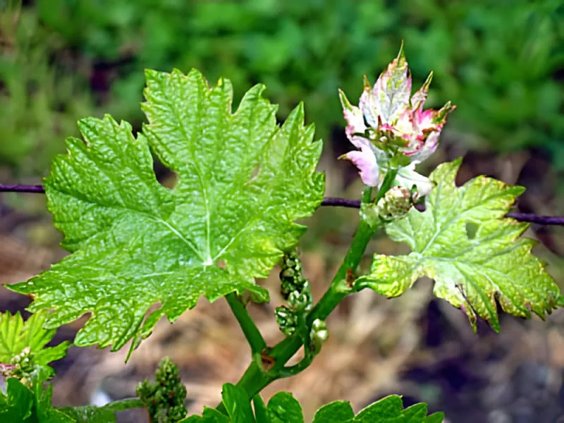 Gros plan de feuilles de vigne avec de minuscules grappes de fleurs blanches commençant à se former, montrant les premiers stades du développement du raisin.