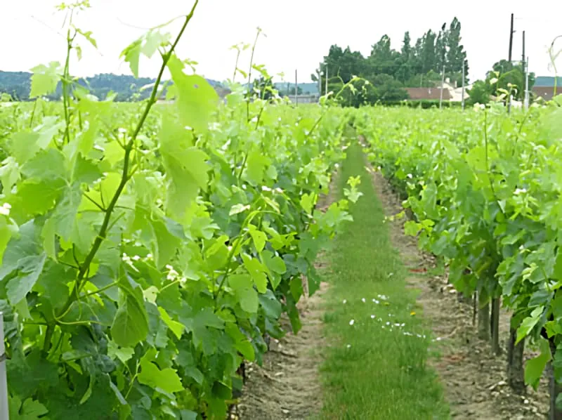 Rangs de vignoble montrant une croissance vigoureuse des vignes avec des pousses s'étendant au-dessus des fils de support, nécessitant une gestion et un attachage entre les fils.