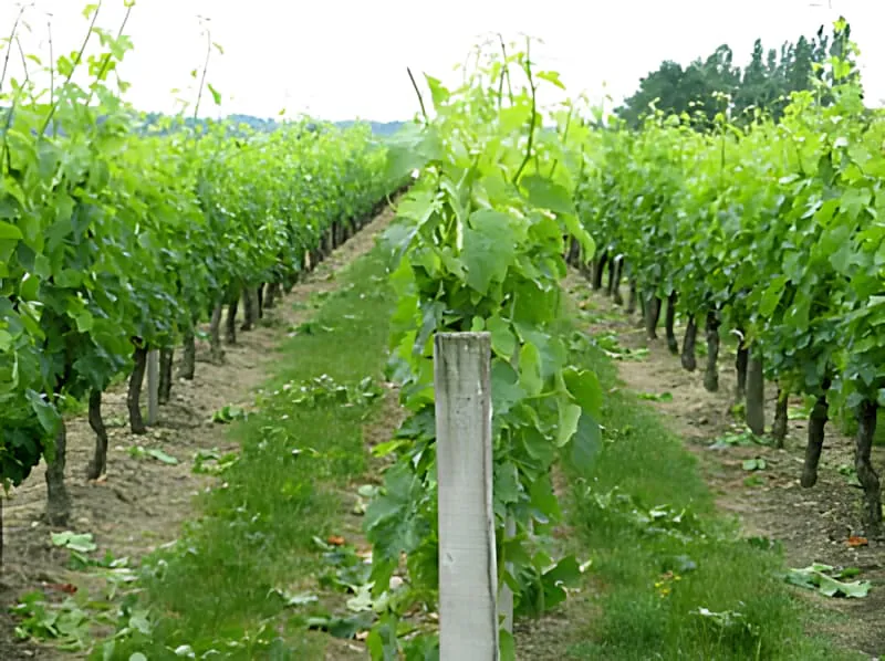 Longs rangs de vignes avec une croissance verte luxuriante s'étendant au loin, montrant l'organisation soignée du vignoble après la gestion des vignes.