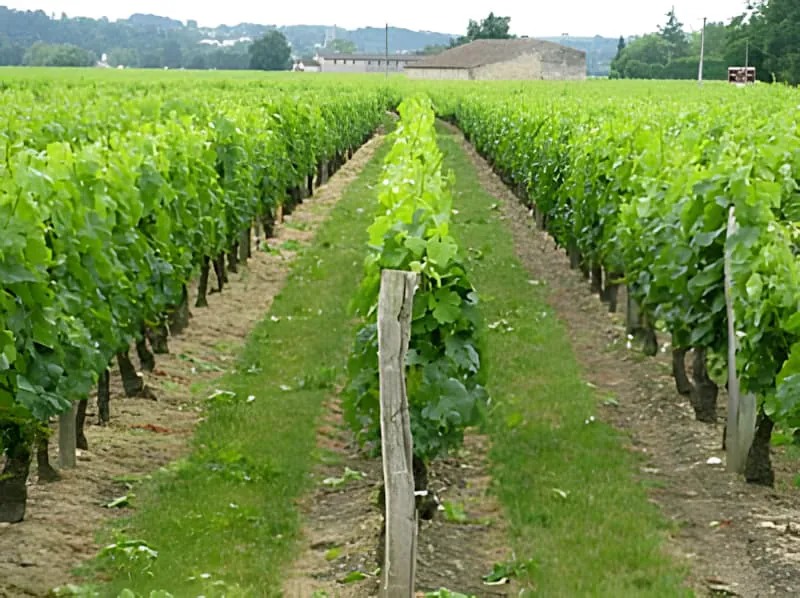 Rangs de vignoble bien entretenus avec des vignes régulièrement espacées et des allées dégagées, montrant les pratiques professionnelles de gestion du vignoble.