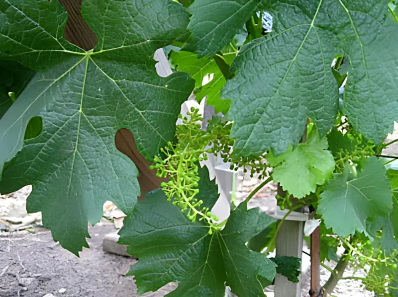 Gros plan de feuilles de vigne avec de petites grappes de raisin vertes se formant après la floraison, montrant le stade de développement précoce du fruit.