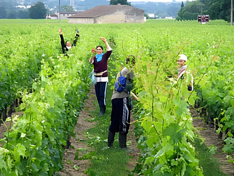 Quatre ouvriers viticoles debout joyeusement dans les rangs de vignoble avec leurs bras levés, montrant l'esprit d'équipe et un environnement de travail positif.