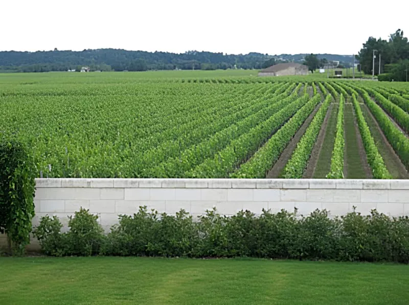 Vue panoramique de rangs de vignoble parfaitement organisés s'étendant à travers la campagne, séparés par un mur de pierre blanche au premier plan.