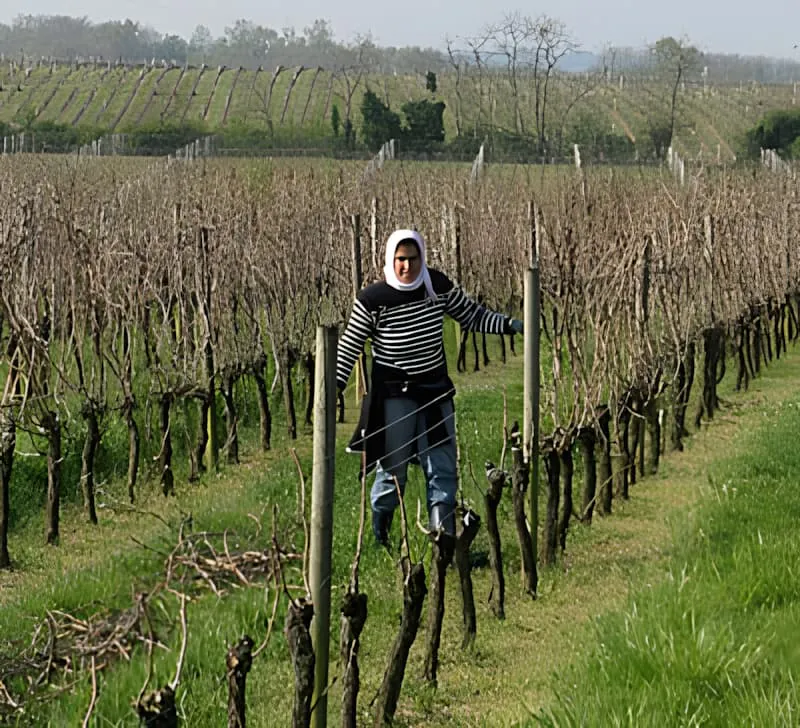 Une femme portant un foulard blanc debout au milieu de rangées de vignes en dormance pendant ce qui semble être la saison de la taille d'hiver ou du début du printemps.