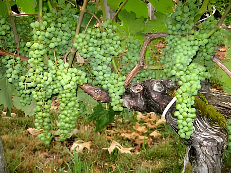 Gros plan de plusieurs grappes de raisin vertes suspendues lourdement à la vigne, montrant un développement abondant de fruits après le travail d'effeuillage.