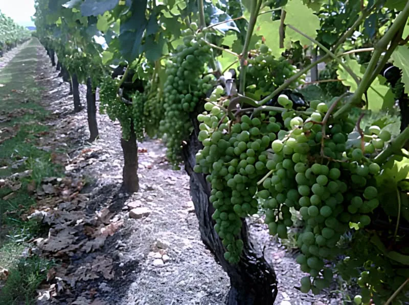 Rangs de vignoble montrant les résultats de l'enlèvement sélectif des feuilles, avec des grappes de raisin plus visibles et des vignes ayant une apparence plus propre et plus organisée.