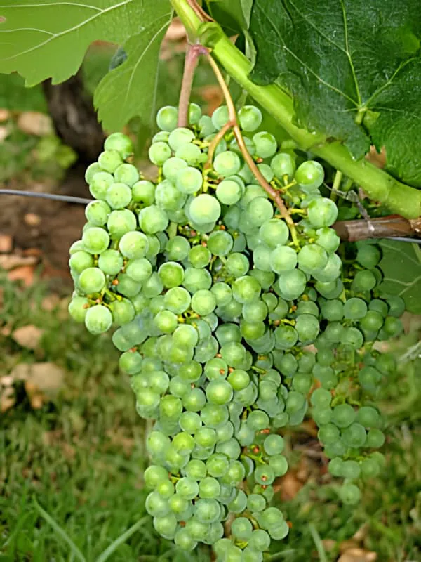 Gros plan d'une grappe de raisin vert parfaitement formée suspendue à la vigne, montrant un excellent développement du fruit et une taille de baie uniforme.