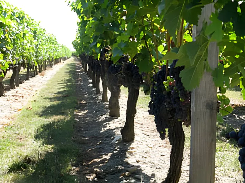 Rangs de vignoble montrant des grappes de raisins trop serrées avant la vendange verte, avec plusieurs grappes suspendues étroitement ensemble sur chaque vigne.