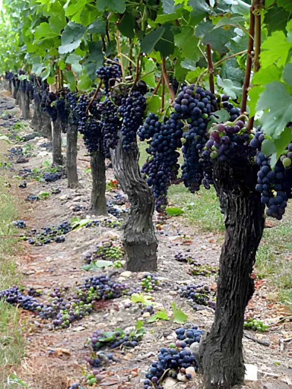 Plusieurs grappes de raisins mûrs violet foncé suspendues aux branches de vigne, montrant un excellent développement de la couleur et une maturité complète avant la récolte.