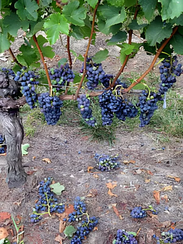 Raisins violet foncé éparpillés tombés au sol sous les rangs de vigne, montrant les traces du processus de vendange verte.