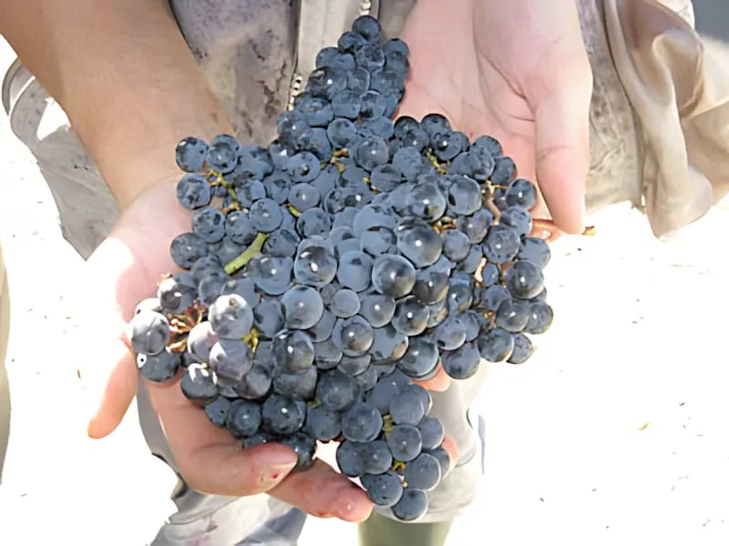 Mains tenant une grappe parfaite de raisins violet foncé, montrant la maturité optimale et la qualité atteinte lors des vendanges 2010.