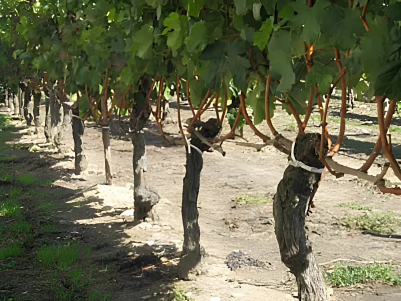 Rangs de vignoble après les vendanges montrant les troncs de vigne nus et le feuillage vert restant, avec le sol montrant les traces des vendanges terminées.