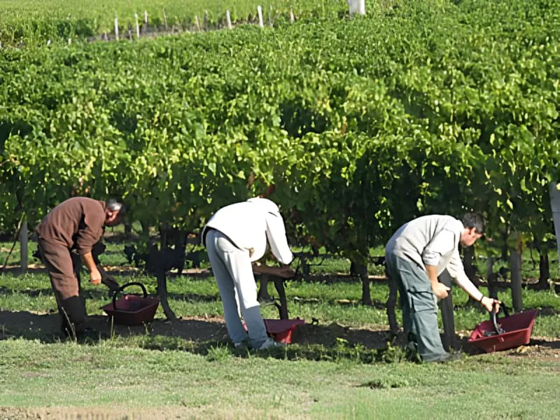 Ouvriers vendangeant des raisins dans les rangs de vignoble pendant la saison des vendanges d'automne