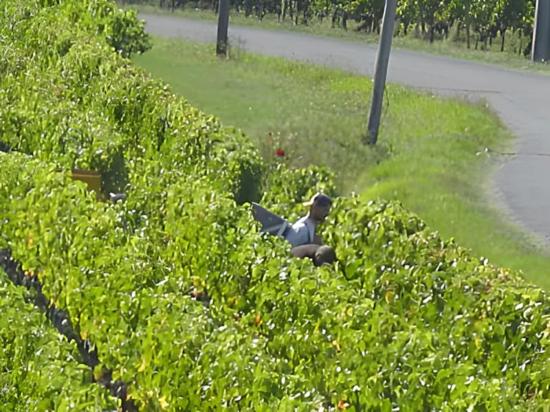 Ouvriers cueillant des raisins parmi les vignes vertes dans le vignoble
