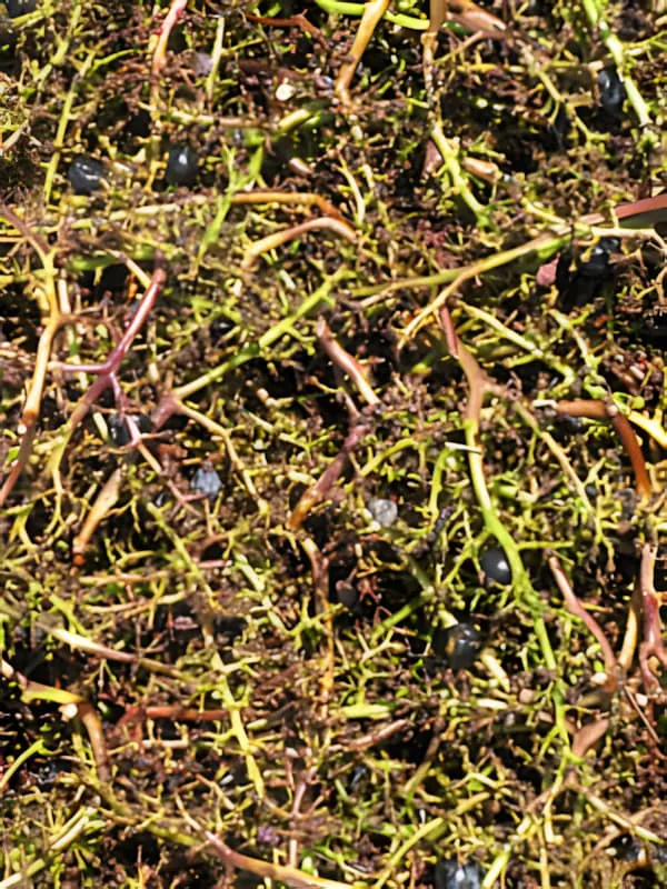 Vue rapprochée de mousse organique et écosystème du sol du vignoble