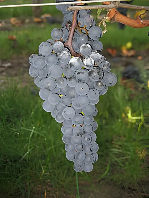 Grappe de raisin violet mûr prête pour la vendange sur la vigne