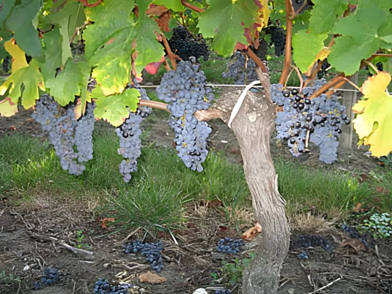 Plusieurs grappes de raisin suspendues à une vigne mature