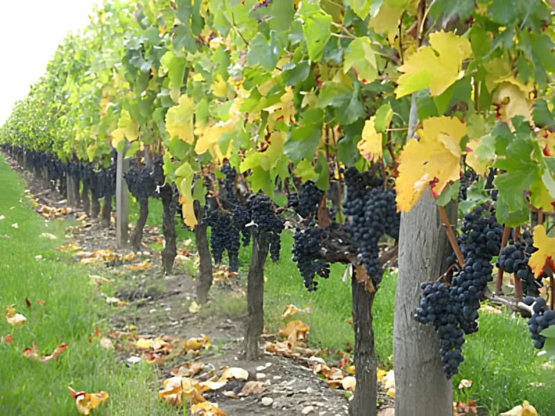 Rangs de vignoble lourds de raisins pendant les vendanges d'automne