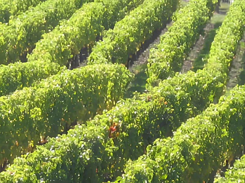 Vue aérienne des blocs de vignoble pendant la saison des vendanges