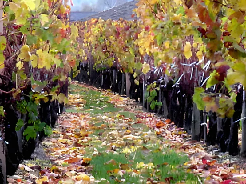 Rangs de vignoble tapissés de feuilles d'automne dorées créant une beauté semblable à l'aquarelle