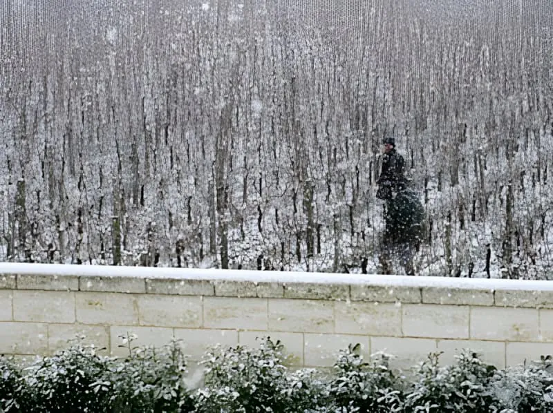 Rangs de vignoble couverts de neige pendant les travaux de taille hivernale