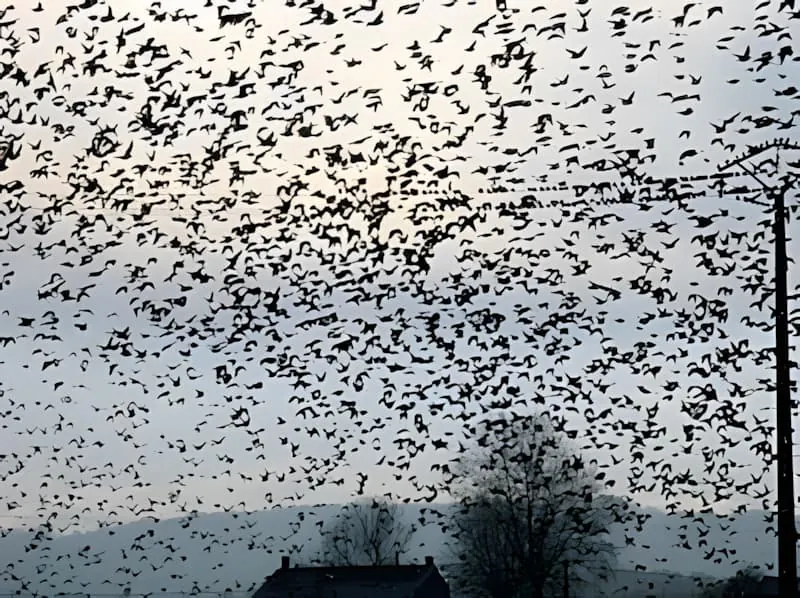 Énorme volée d'étourneaux migrateurs créant des formations aériennes spectaculaires