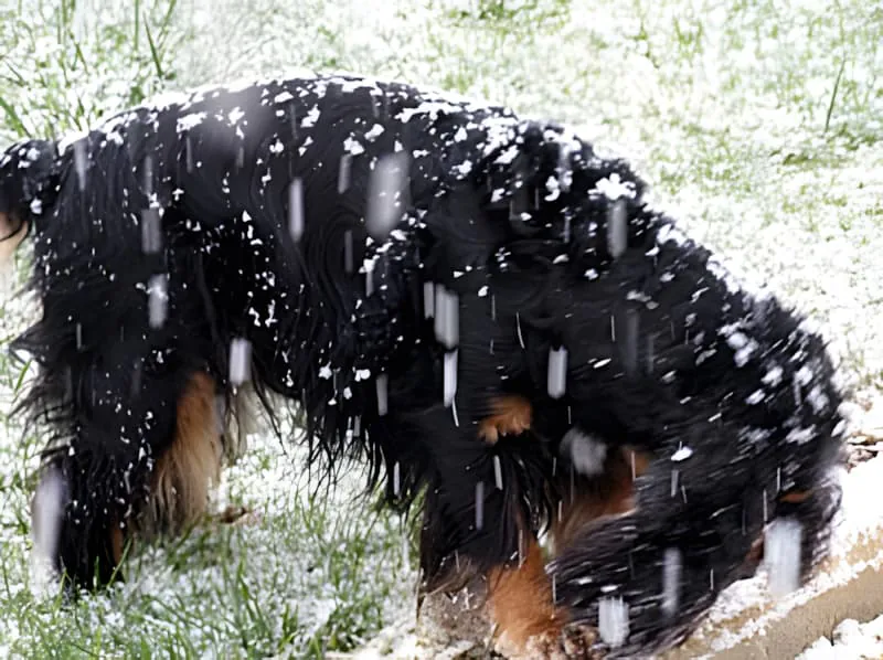 Chien enquêtant sur la chute de neige fraîche avec la tête baissée reniflant le sol