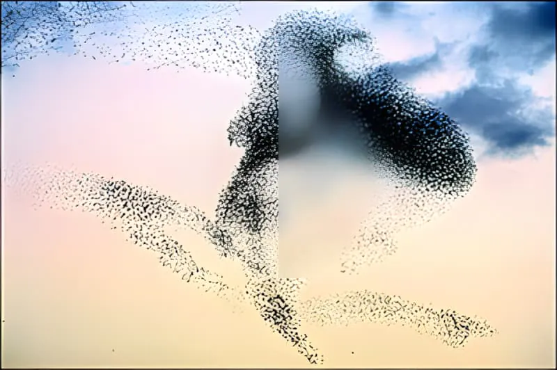 Capture artistique de murmuration d'étourneaux contre un ciel de coucher de soleil coloré