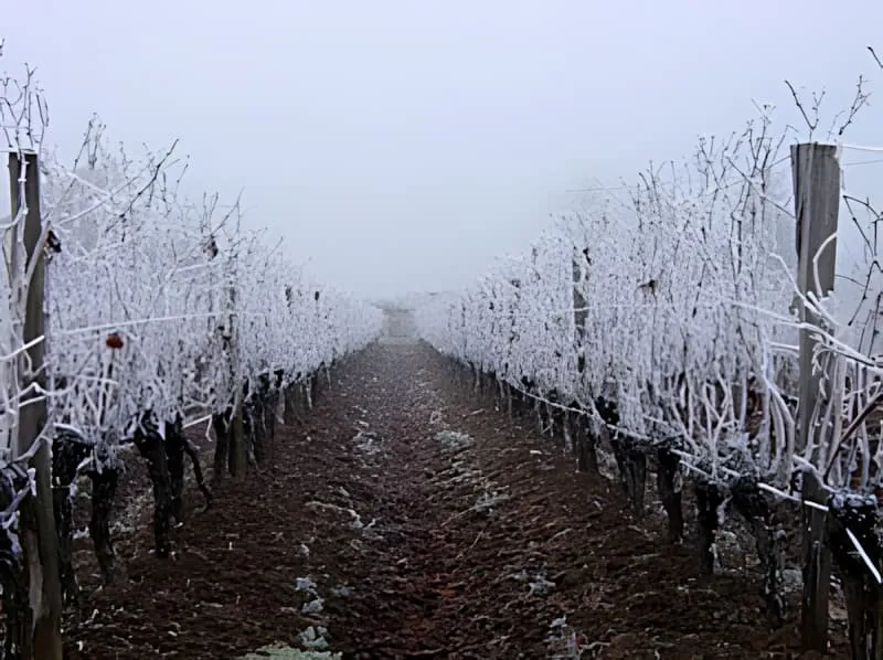 Rangées de vignoble couvertes de gel enveloppées dans le brouillard hivernal pendant les fêtes