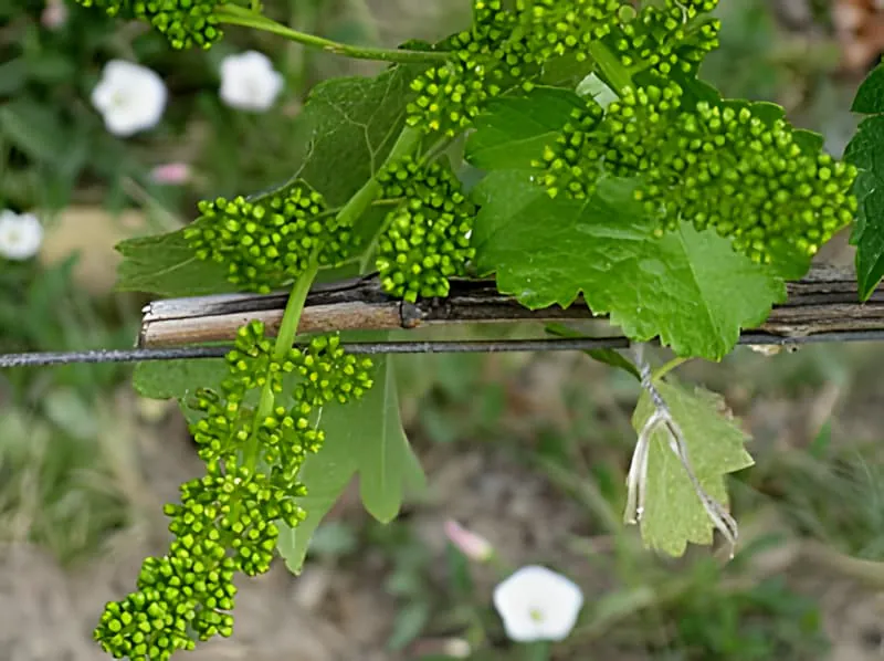 Grappes de fleurs de vigne avant la floraison dans le vignoble de mai
