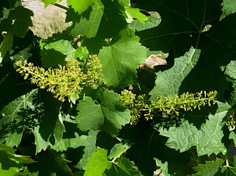 Vigne en pleine floraison avec des grappes de fleurs délicates
