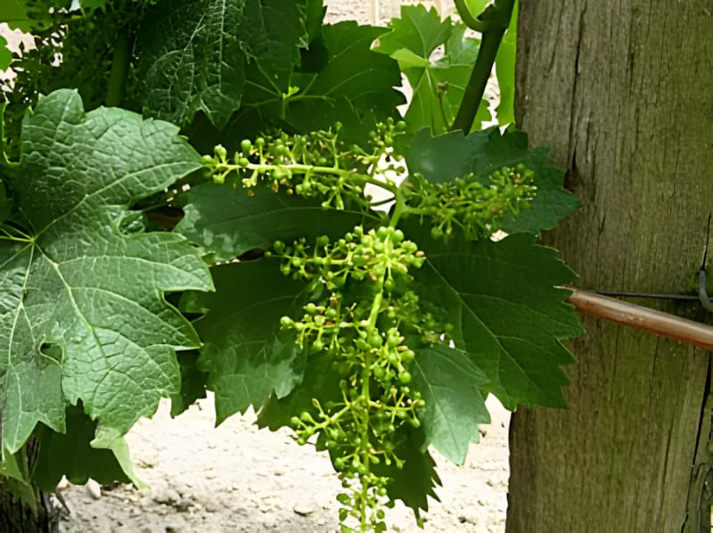 Stade précoce de la nouaison avec de minuscules perles de raisin vertes se formant sur la vigne