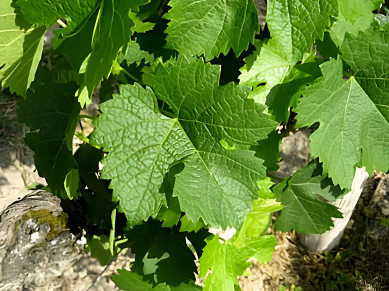 Jeunes feuilles de vigne montrant des modèles de croissance printanière vibrants