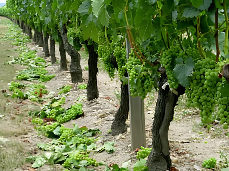 Rangées de vignoble pendant le processus d'éclaircissage de la vendange verte