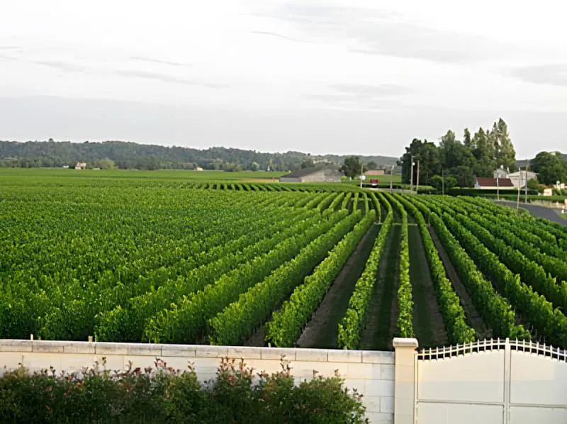 Vue panoramique des rangées de vignoble organisées représentant la philosophie du vin de terroir