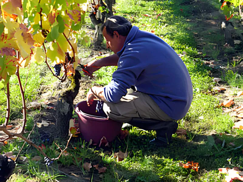 Ouvrier des vendanges ramassant les raisins dans un panier de vendange traditionnel