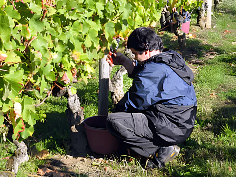 Un ouvrier de vignoble vendangeant à la main des raisins violet foncé d'une vigne dans un seau.