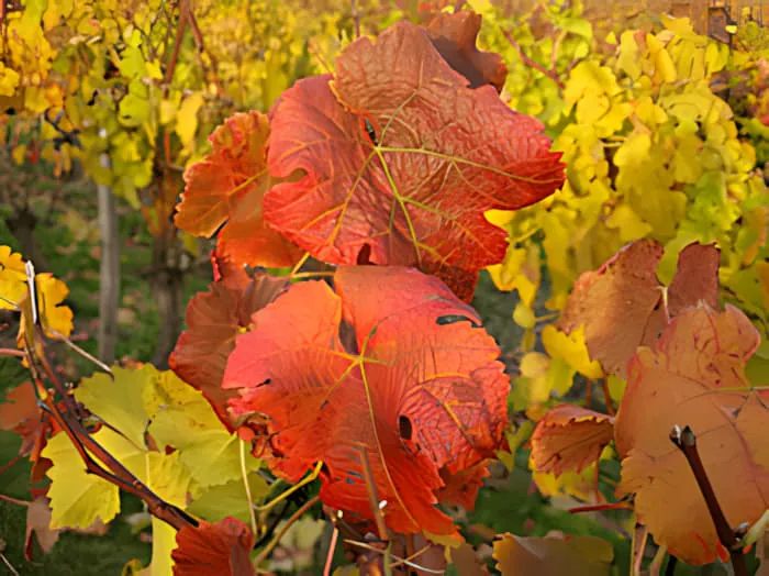 Gros plan d'une feuille de vigne en automne, montrant des couleurs rouge, orange et jaune vibrantes.