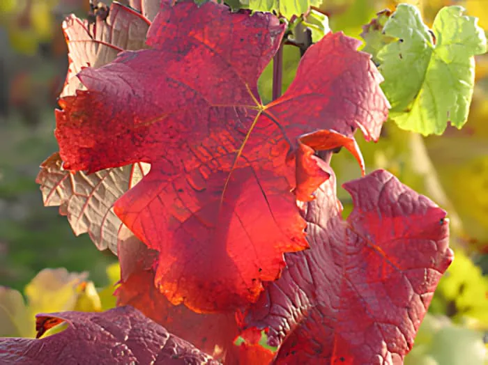 Gros plan d'une feuille de vigne en automne, montrant des couleurs rouge, orange et jaune vibrantes.
