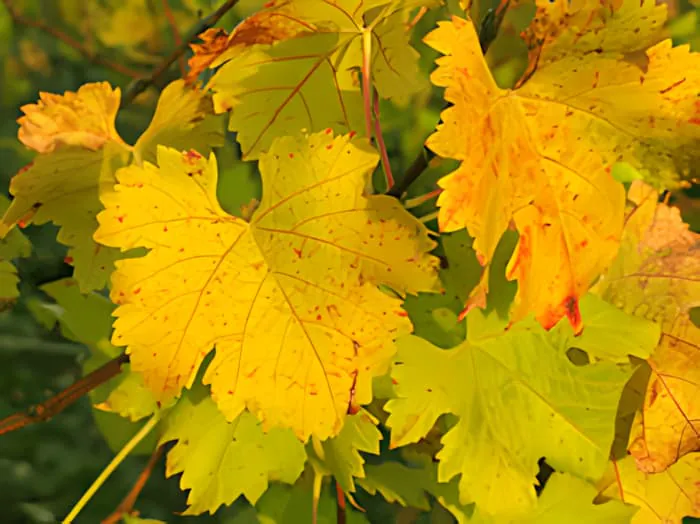 Gros plan d'une feuille de vigne en automne, montrant des couleurs rouge, orange et jaune vibrantes.