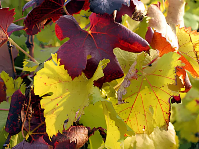 Gros plan d'une feuille de vigne en automne, montrant des couleurs rouge, orange et jaune vibrantes.