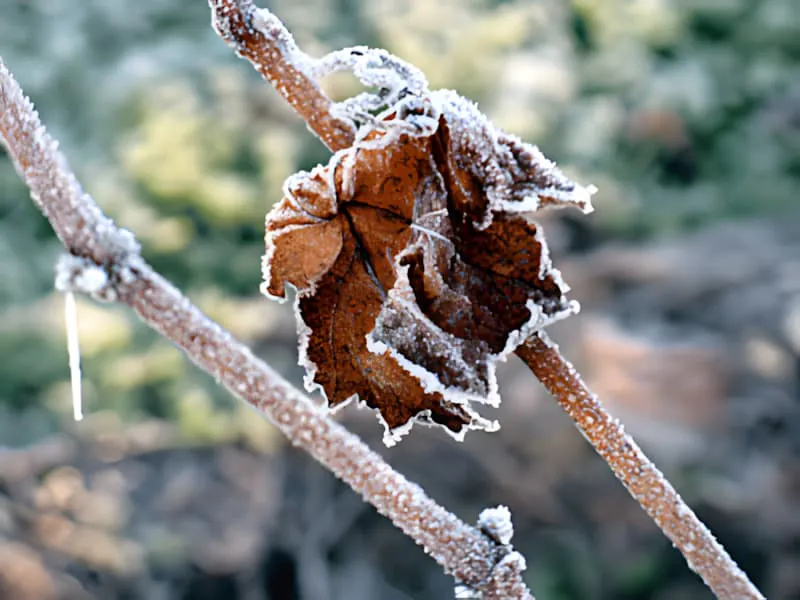 Gros plan d'une feuille de vigne couverte de givre, avec des cristaux de glace sur sa surface.